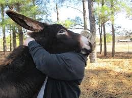 Equine Therapy